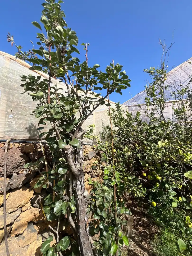 Jardín de Residencial en venta en El Pinar de El Hierro