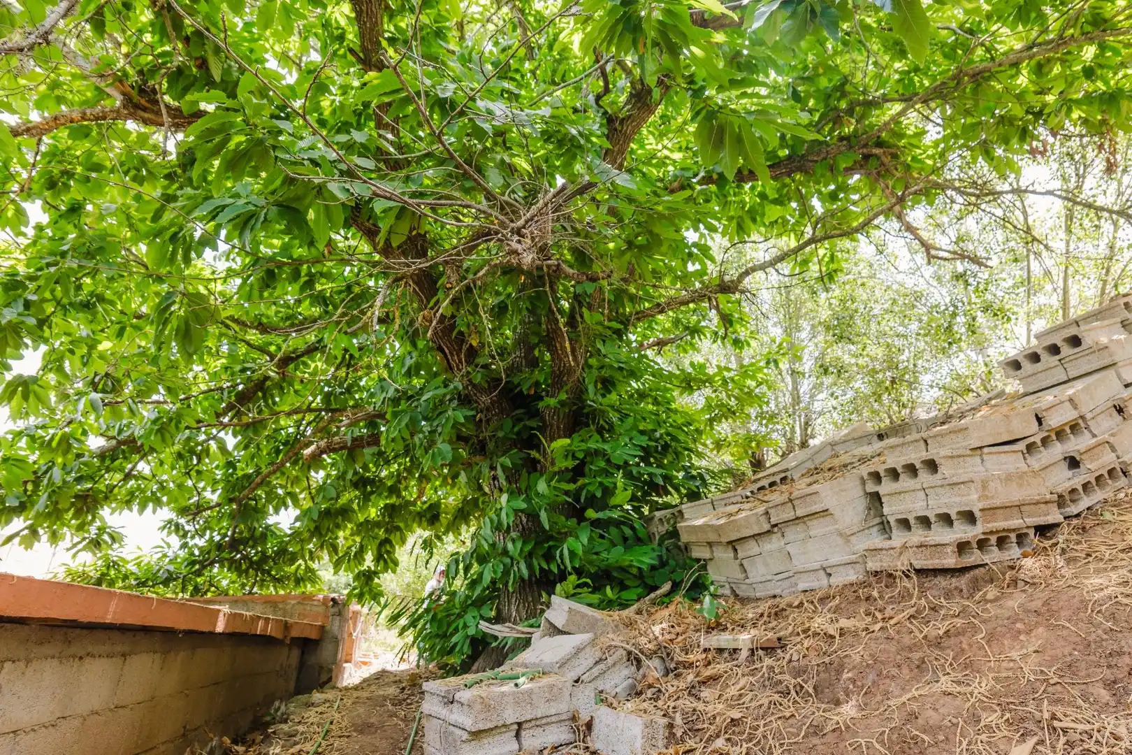 Jardín de Casa o chalet en venta en Teror con Jardín privado y Terraza