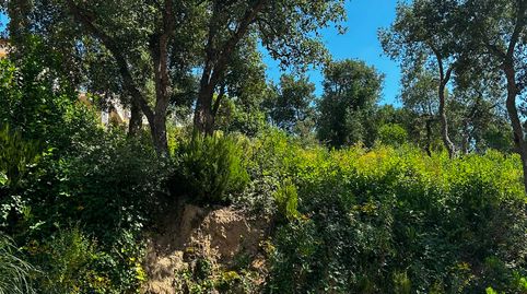 Terreno Lloret, imatge 5