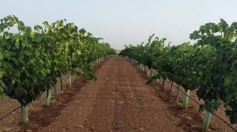 ¡Espectacular Finca Rústica de 634 Hectáreas en Tarancón¡, immagine 3