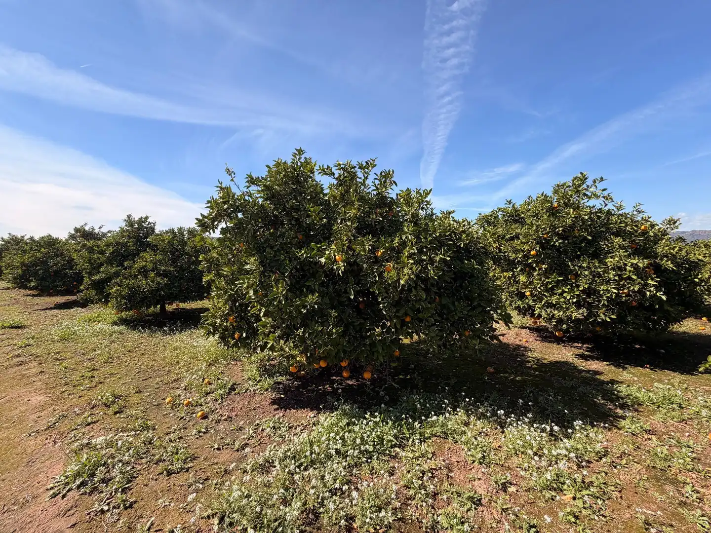 Rural land for sale in Almenara, imagen 21