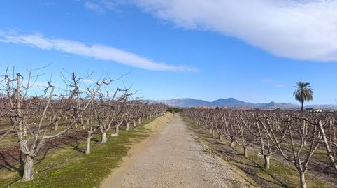 !Oportunidad en Ceutí! Finca de Regadío de 7.728 m2 Producción y Seguridad Jurídica Garantizada, immagine 3