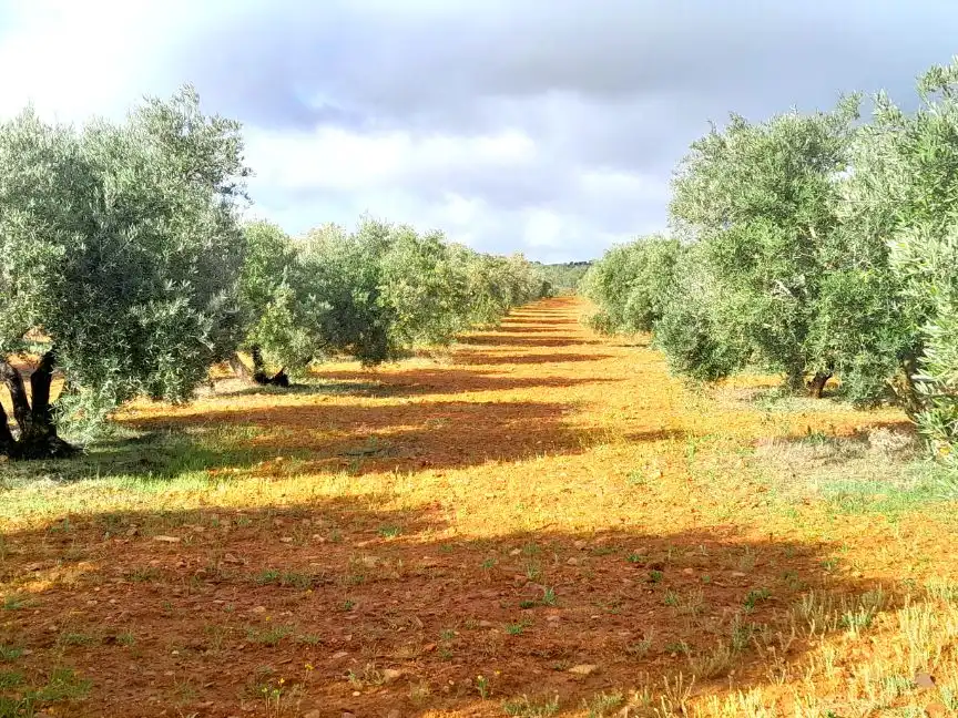 Rural land for sale in Calle del Seis de Junio 10, imagen 3