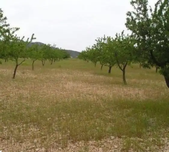 Rustikales Grundstück zum Verkauf in Jumilla, imagen 9
