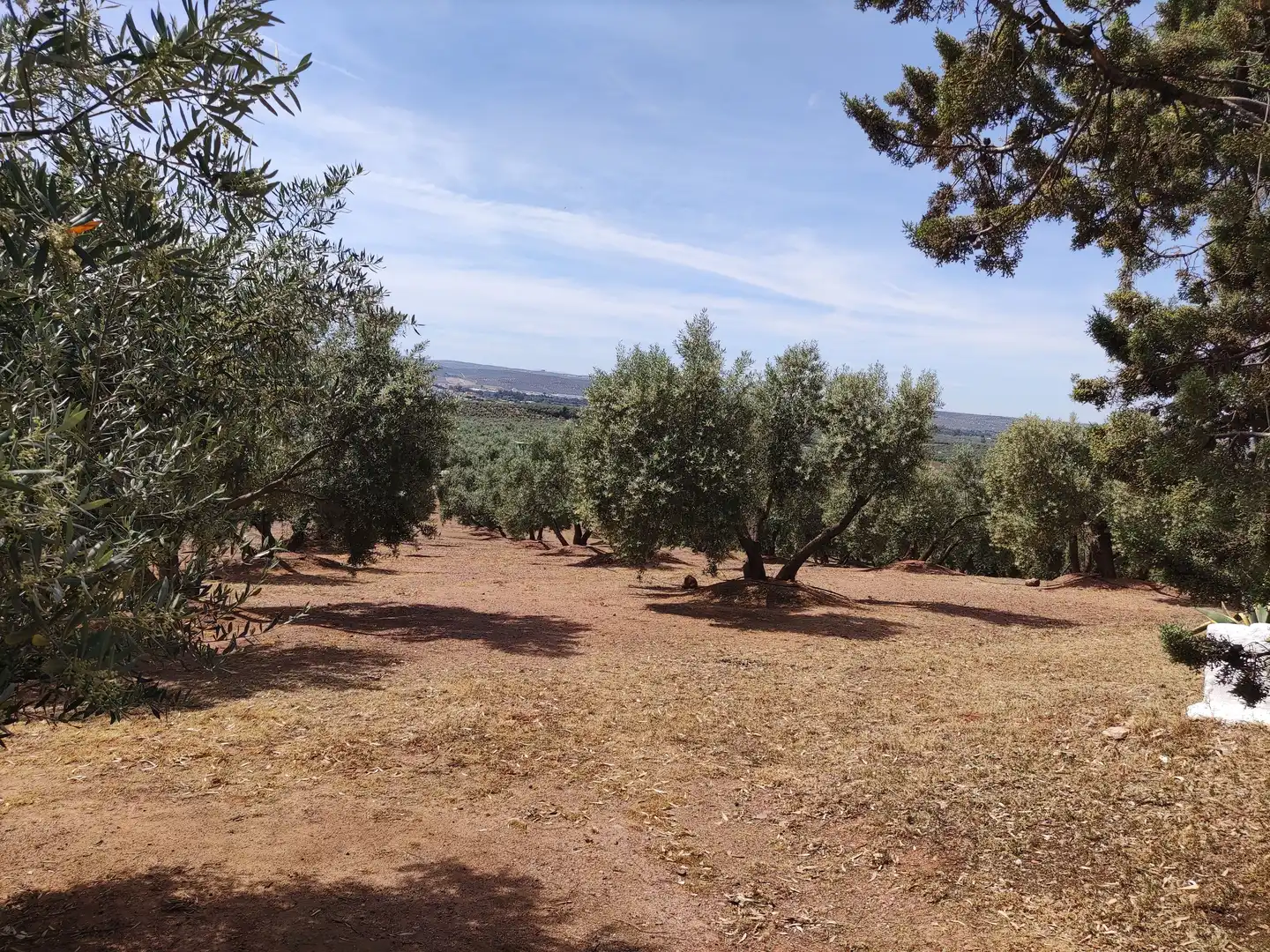 Casa rústica en venda a Andújar, imagen 10