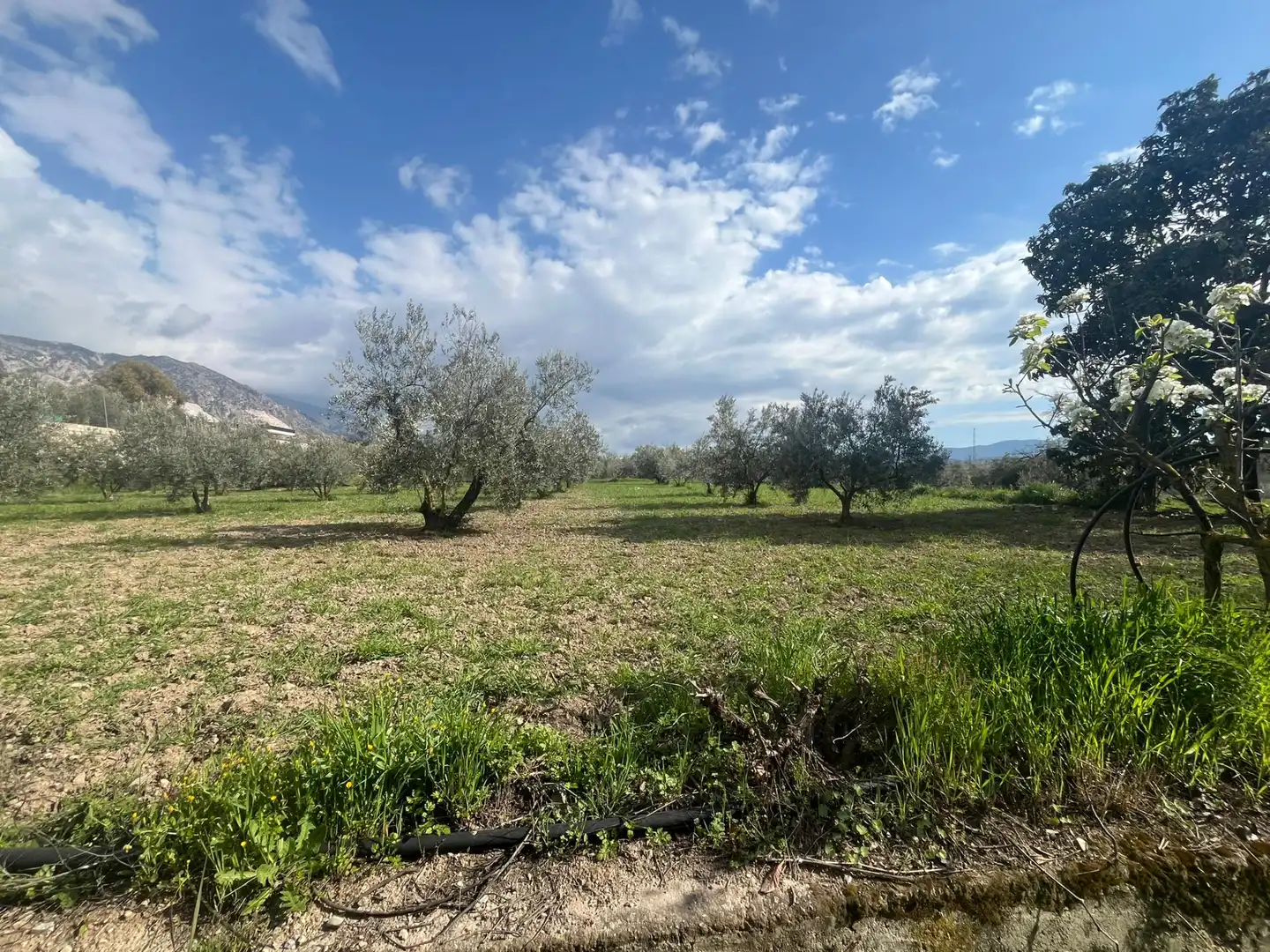 Land for sale in Dúrcal