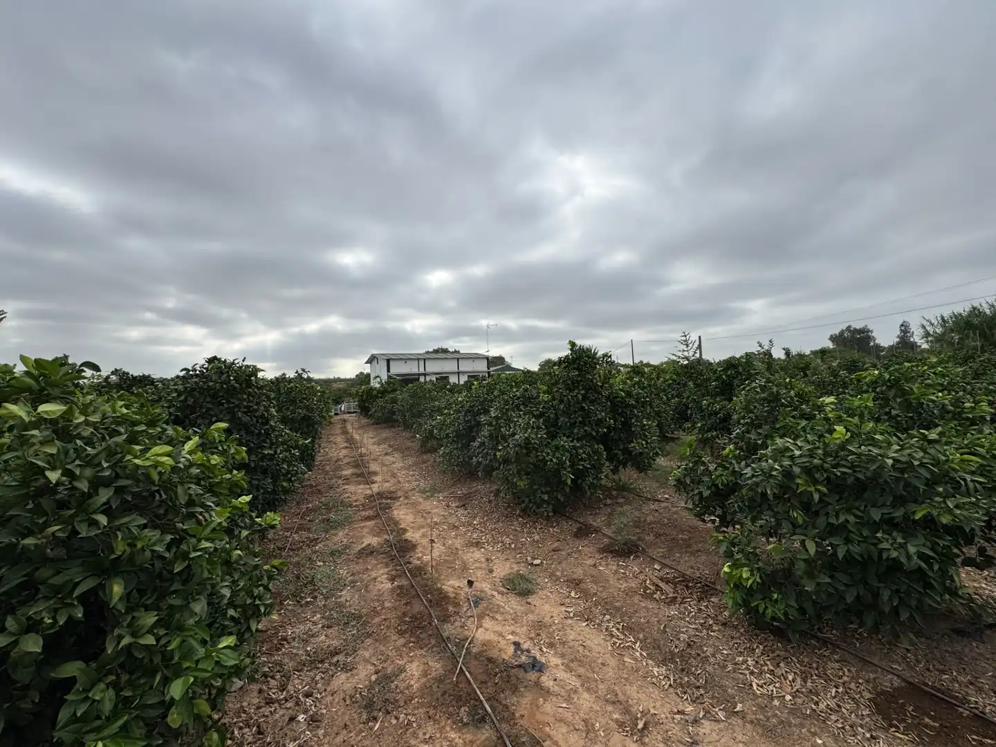 Casa rústica amb jardí en venda a Cantillana, imagen 12