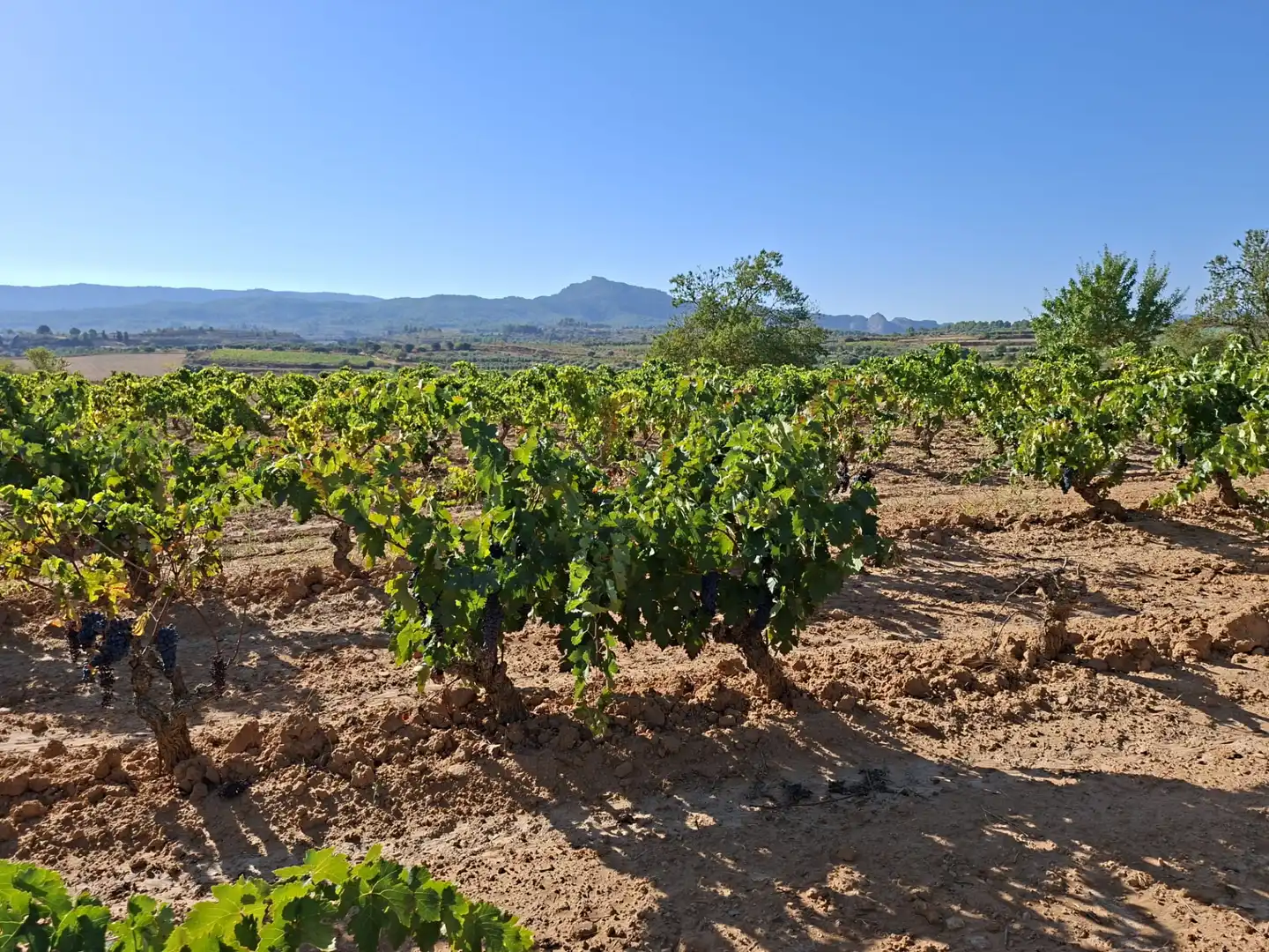 Terreno rustico in vendita a Avinguda d'Aragó 37