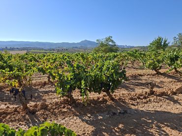 Terreno rústico en venta en Avinguda d'Aragó 37
