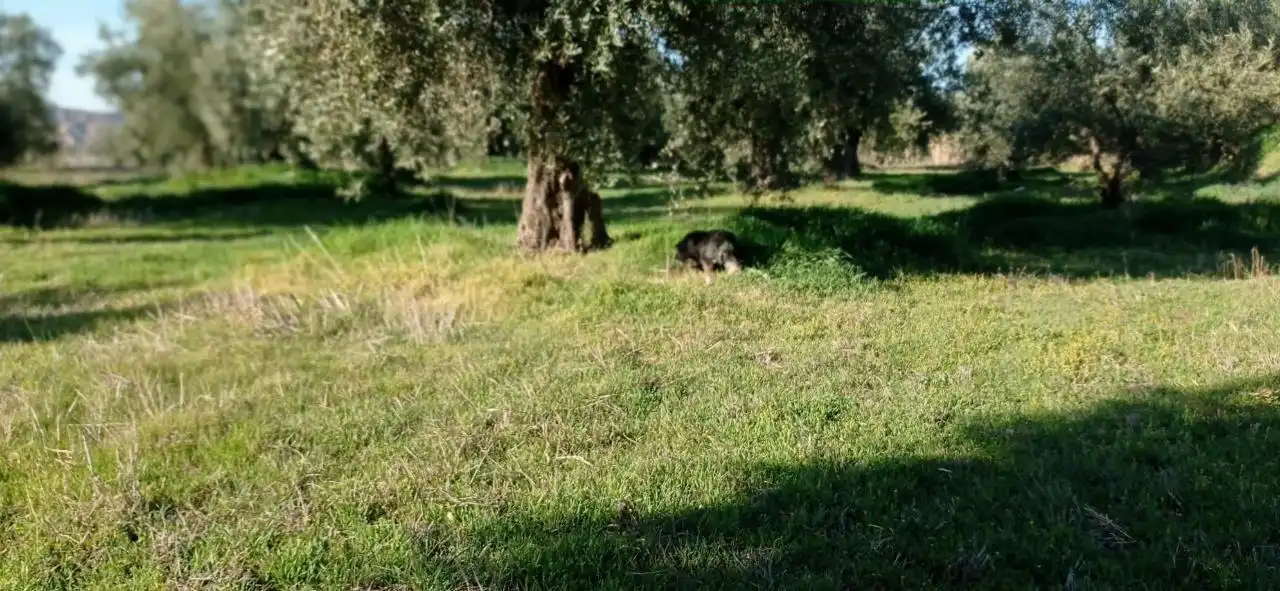 Garten von Grundstücke zum Verkauf in Marchal