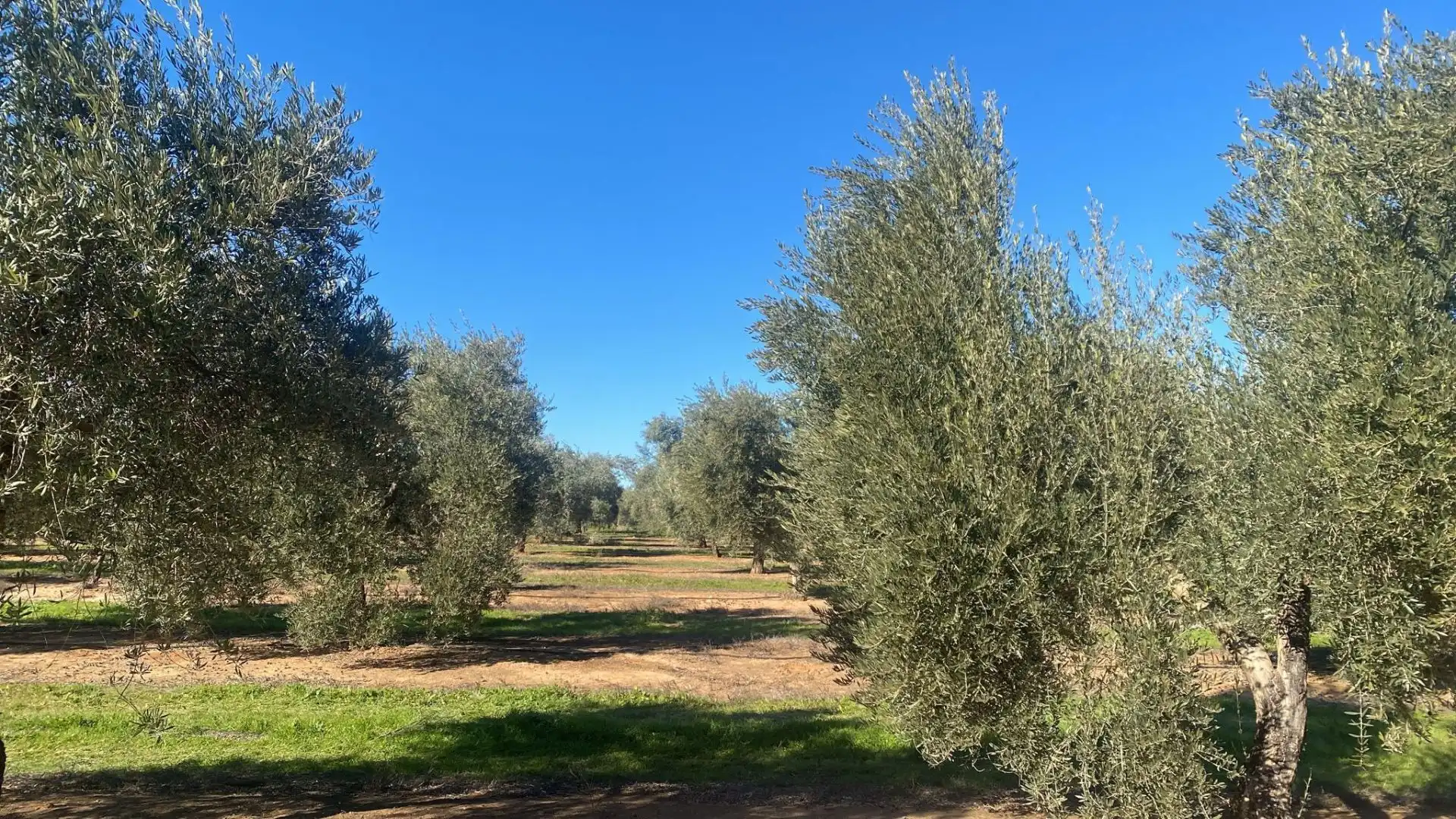Terreni e lotti in vendita a Jabalquinto, imagen 12