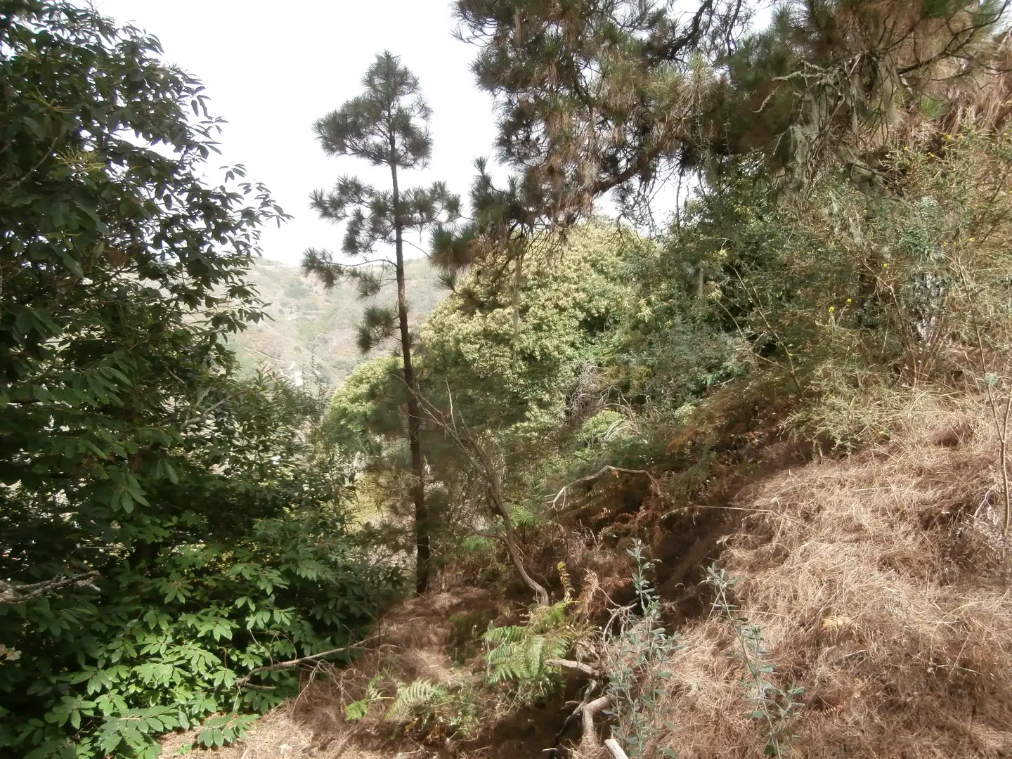 Finca rústica en venta en Camino Lomo el Marco, 41, Moya (Las Palmas)