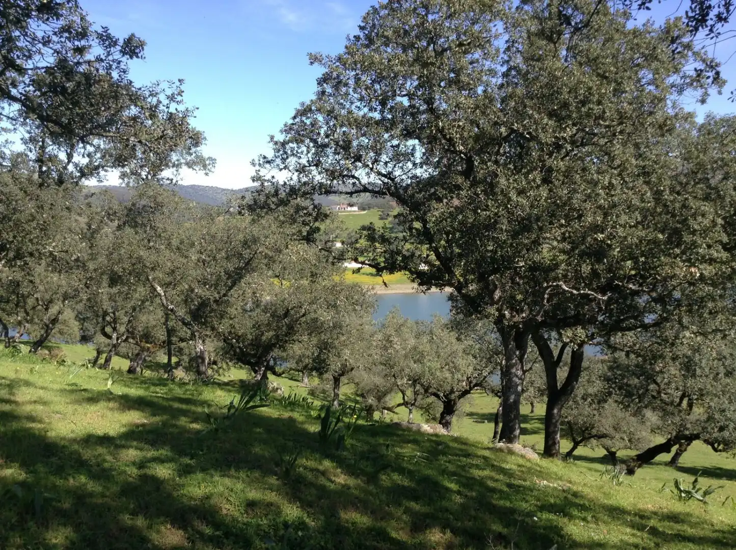 Terrains et parcelles à vendre à Corteconcepción
