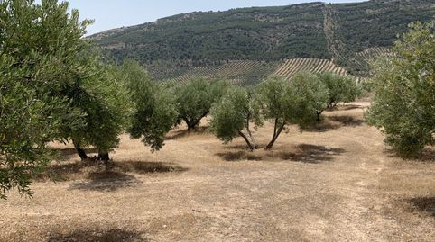 Foto 2 de Terreno en venta en Bedmar y Garcíez, Jaén