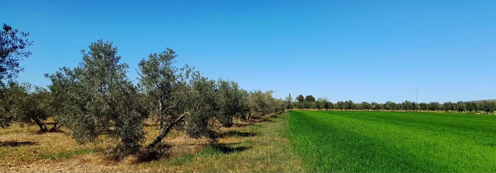 Rural land for sale in Valdepeñas, imagen 4