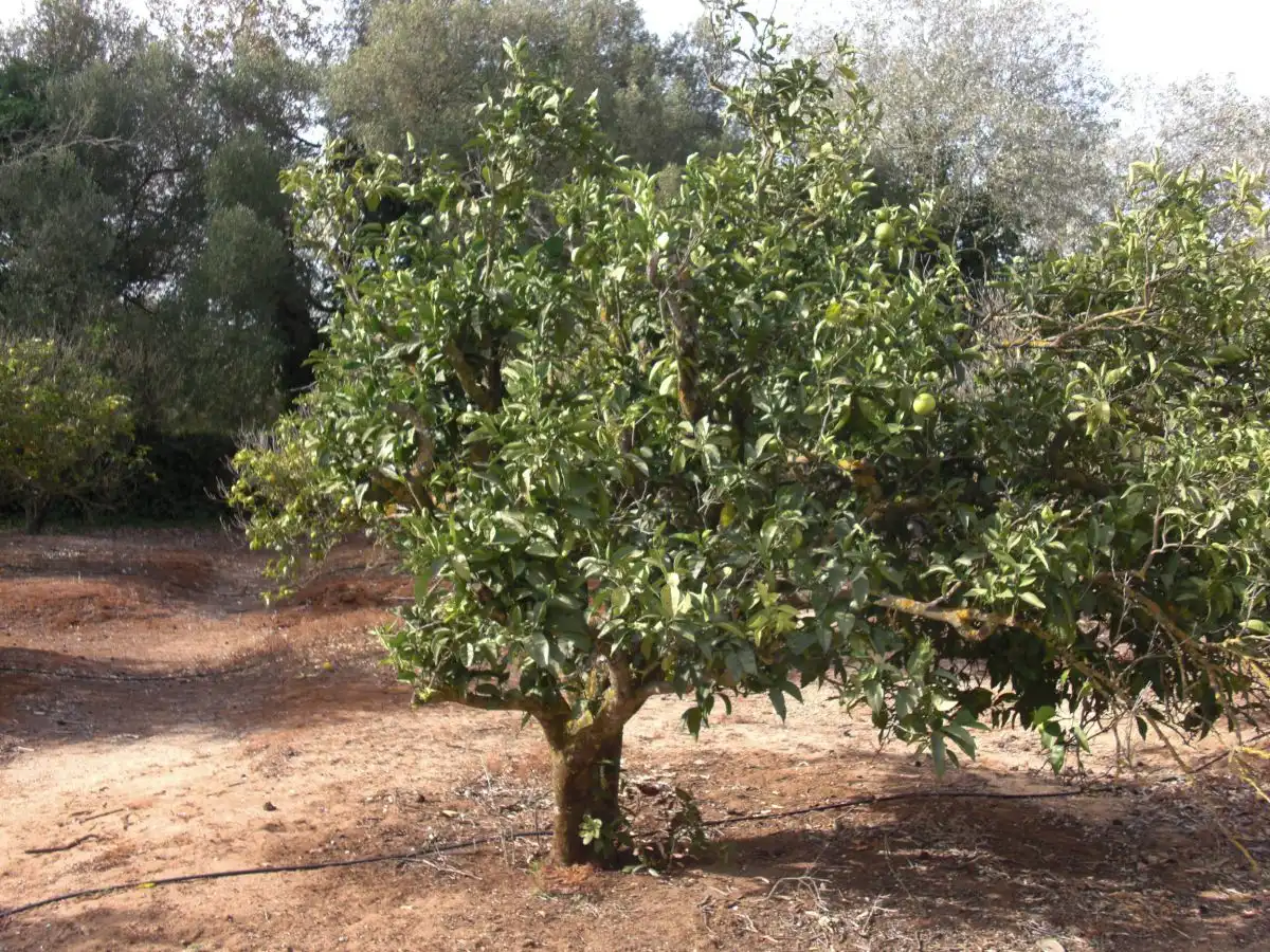 Maison rustique à vendre à Vejer, imagen 22