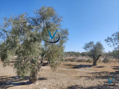 Land for sale in San Vicente del Raspeig / Sant Vicent del Raspeig