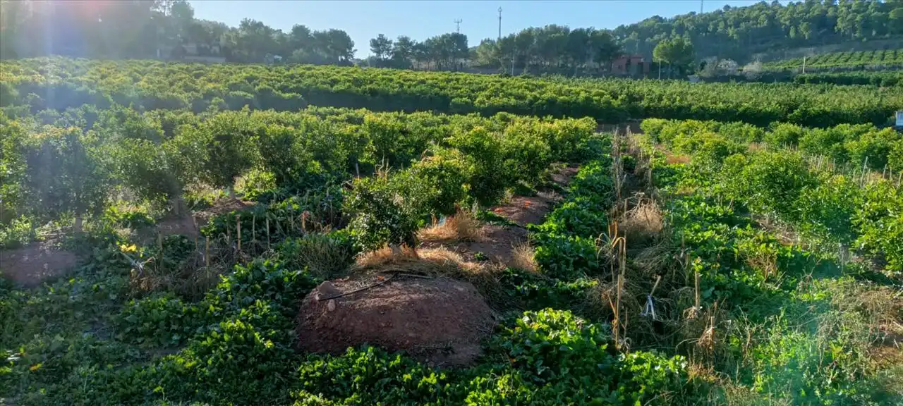 Land for sale in Torres Torres