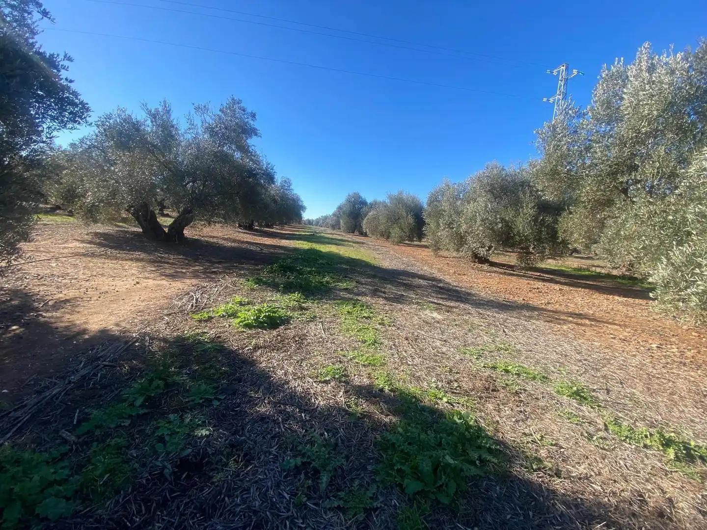 Terreni e lotti in vendita a Jabalquinto, imagen 7