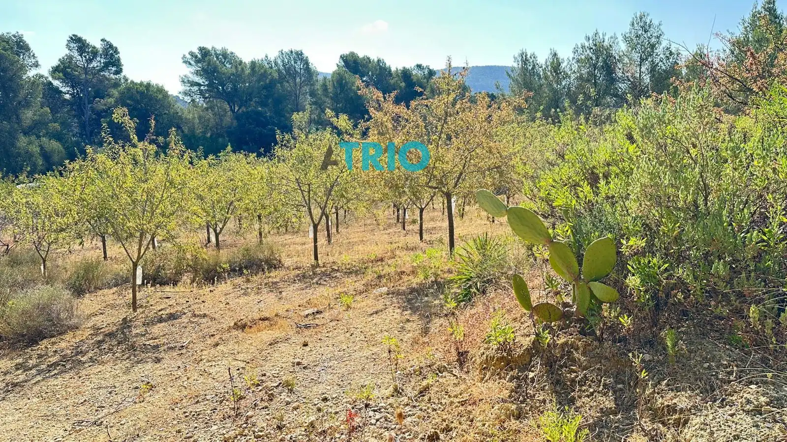 Terreno rustico in vendita a Algaida, imagen 2