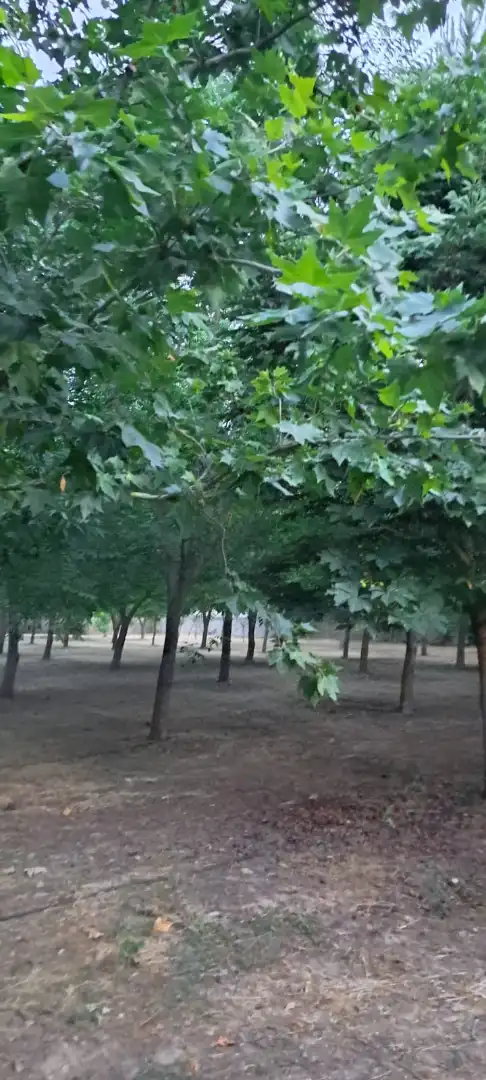 Terreno residenziale in vendita a Calle la Cruz