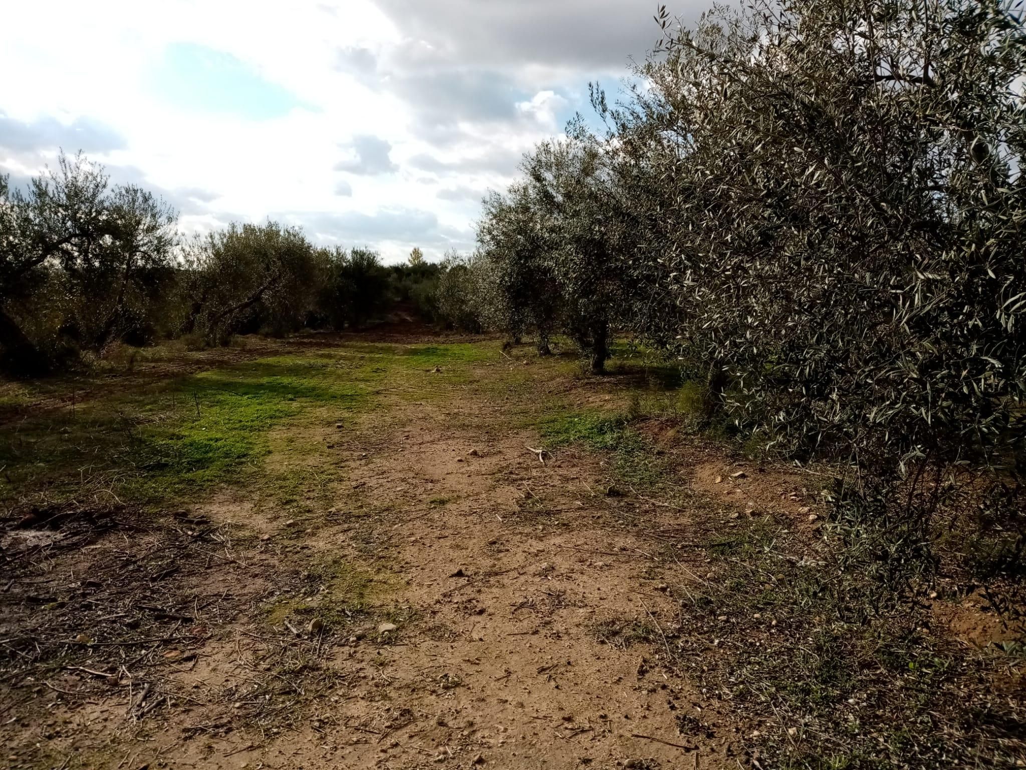 Grundstücke zum verkauf in Arahal