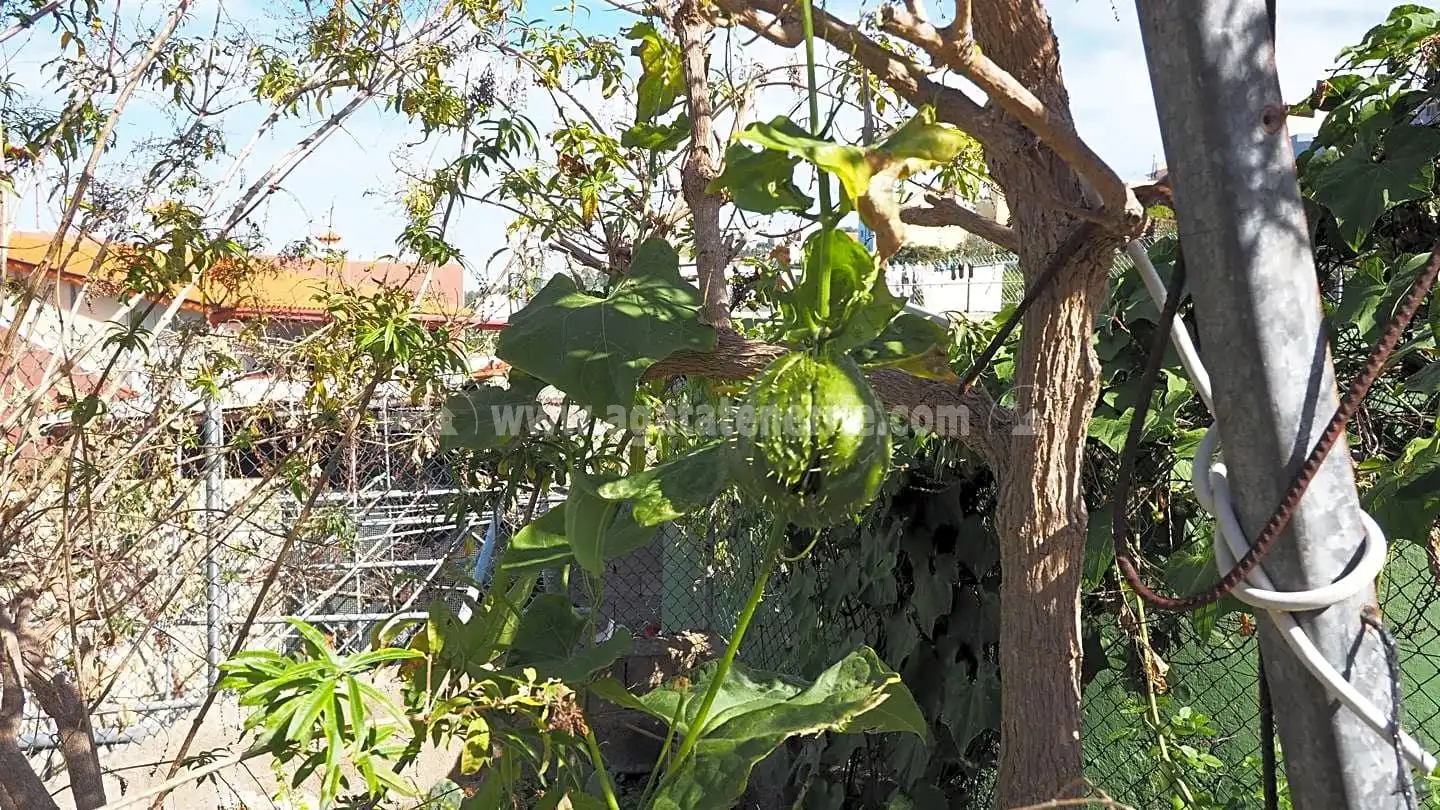 Maison rustique avec terrasse à vendre à La Vega - El Amparo - Cueva del Viento, imagen 35