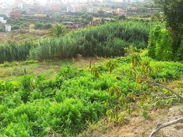 Wohnbaugrundstück zum Verkauf in Los Realejos pueblo