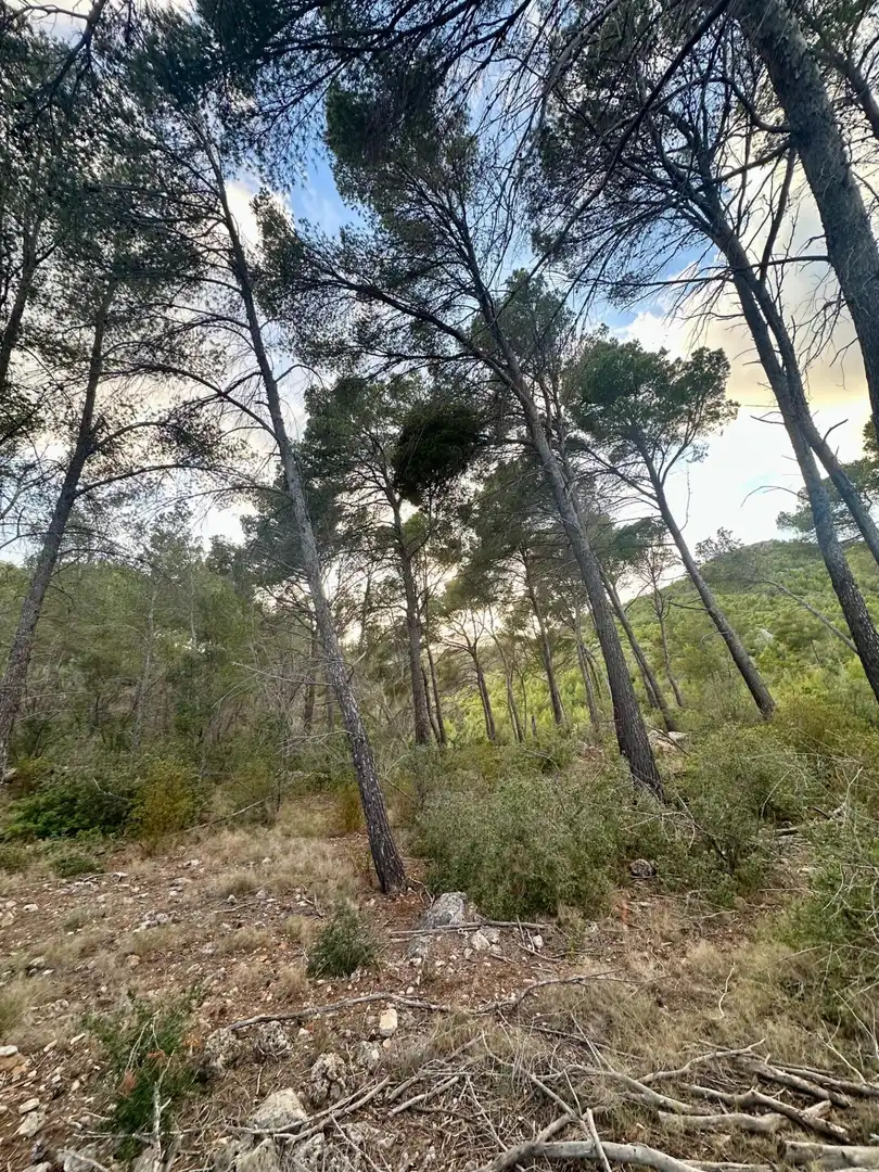 Grundstücke zum Verkauf in S'Arracó