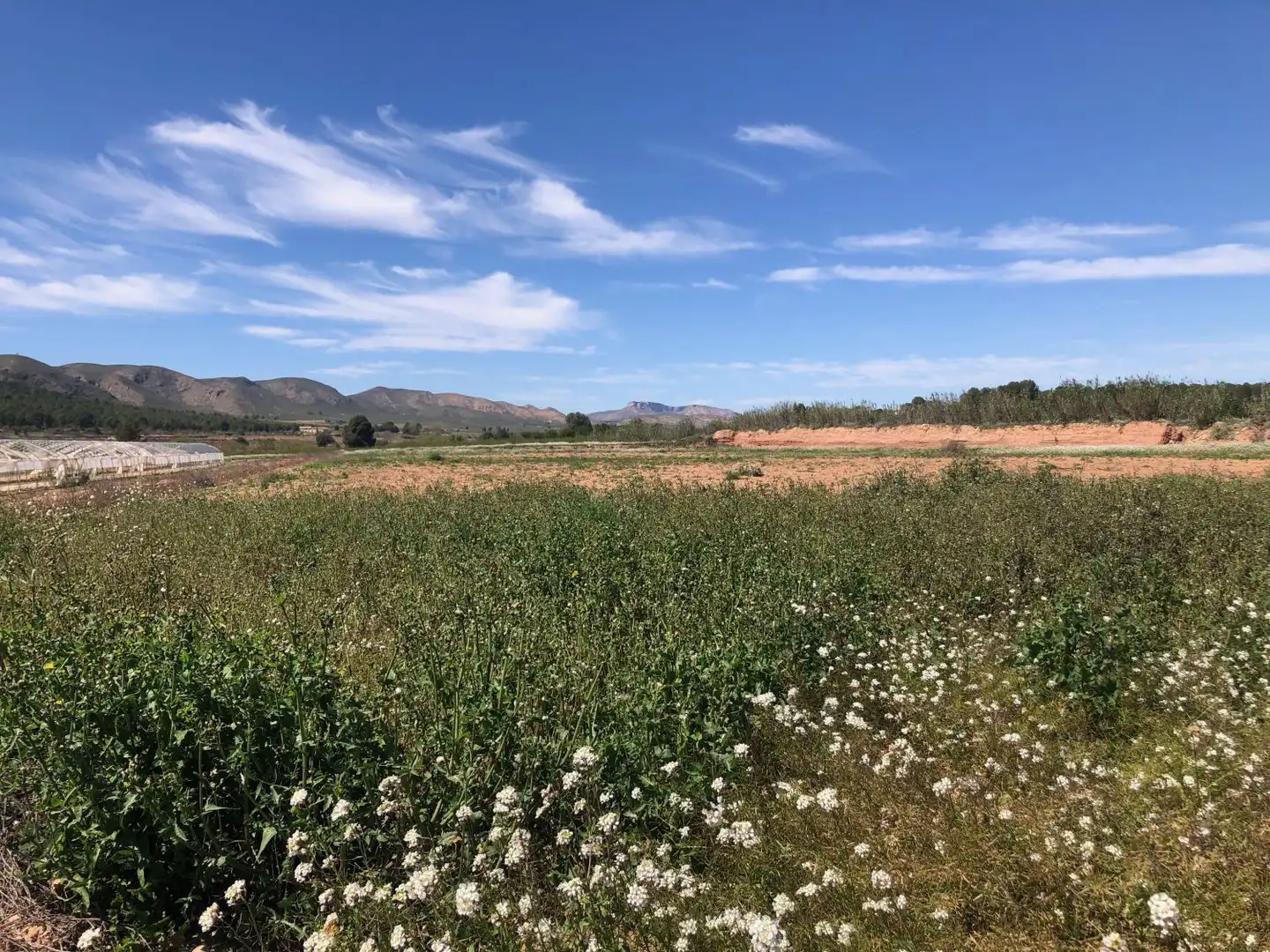 Terrenos y solares en venta en Hellín, imagen 5