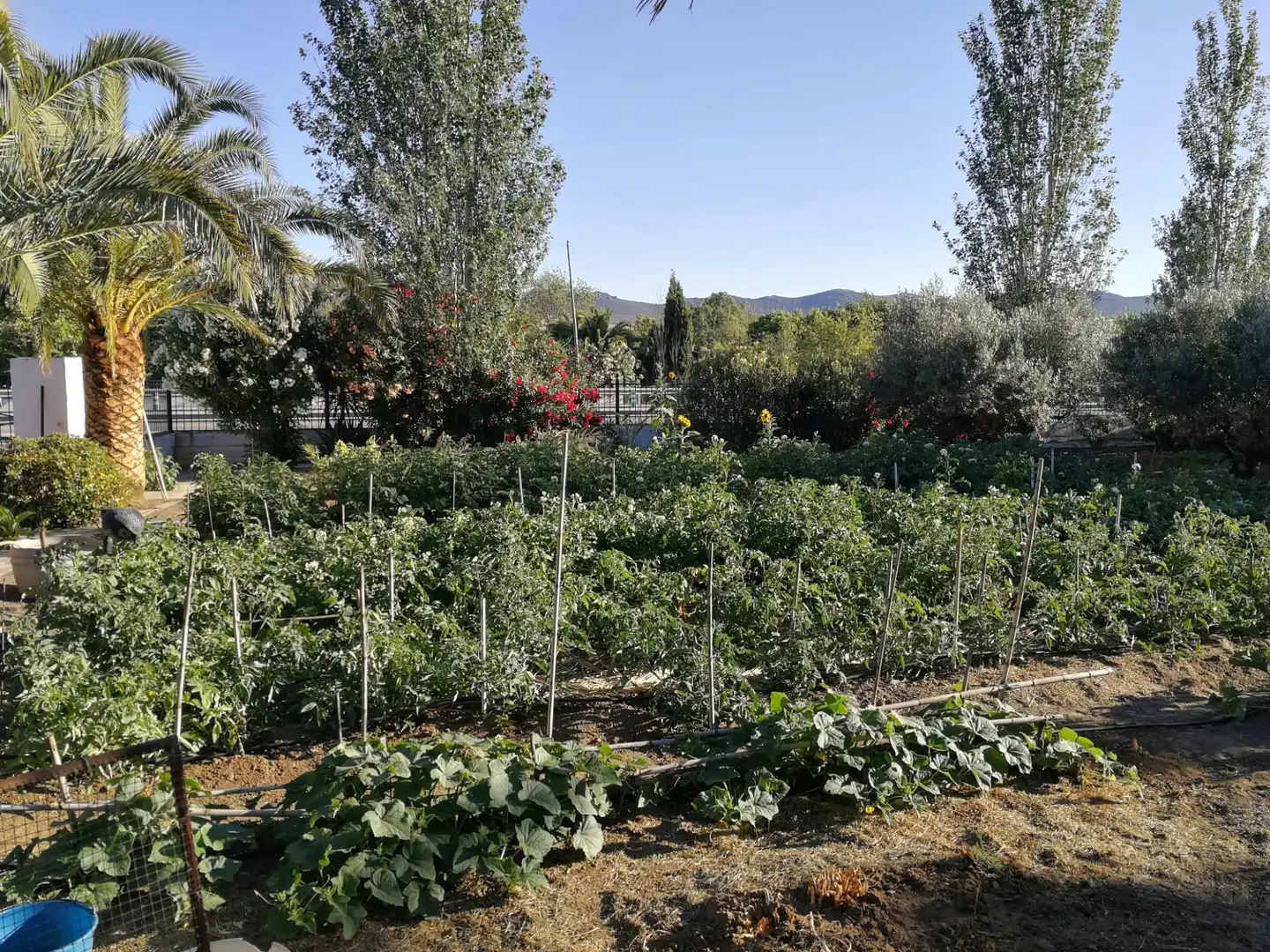Jardín de Casa o chalet en venta en Brazatortas con Aire acondicionado, Calefacción y Jardín privado
