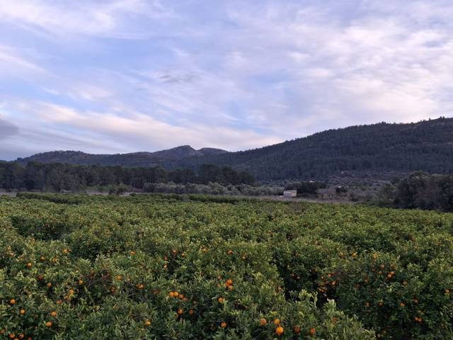 Terreno en Venta en Partida la Alberca, 4 en Alcalalí