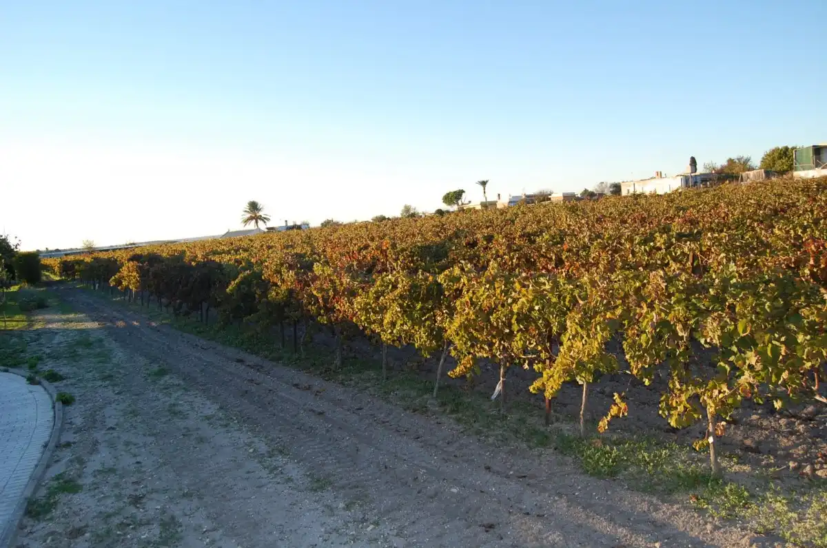 Vista exterior de Finca rústica en venta en El Puerto de Santa María con Aire acondicionado, Trastero y Piscina