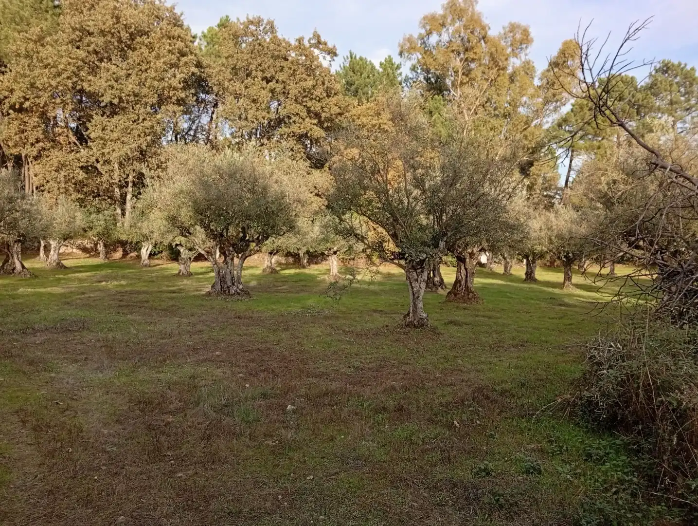 Terreni e lotti in vendita a Villanueva de la Vera, imagen 27