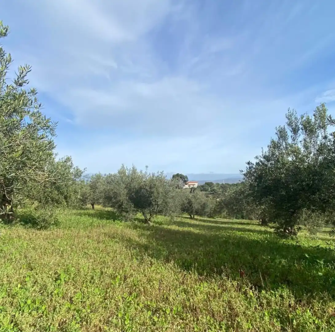 Rural land for sale in La Rosa, imagen 2