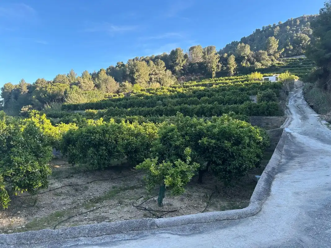 Finca rústica en venda en Oliva amb Moblat