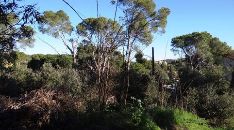 CalongeTerreno, imatge 3