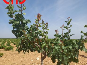Terreno rustico in vendita a Calle García Pavón 112