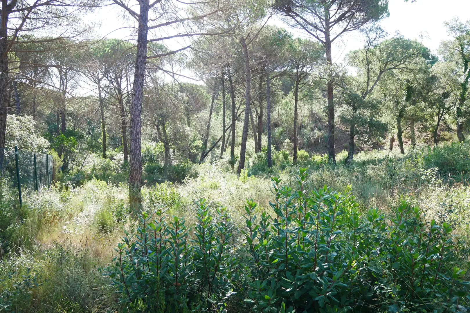 Terrain rustique à vendre à Carrer de Ulises 94, imagen 4
