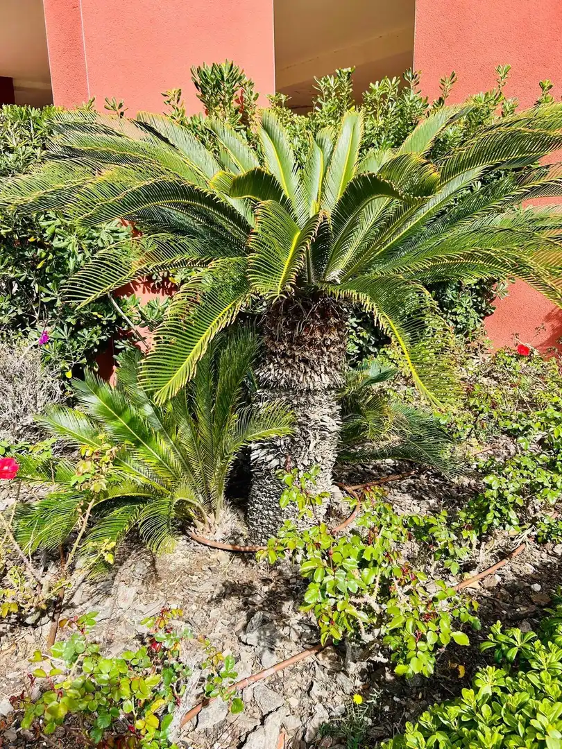 Jardí de Pis en venda en Alicante / Alacant amb Aire condicionat, Jardí privat i Moblat