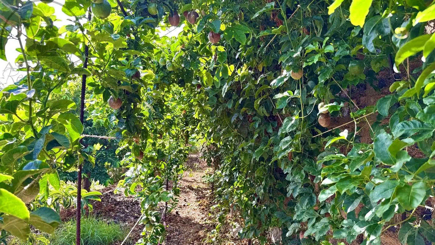 Jardí de Finca rústica en venda en Buenavista del Norte amb Jardí privat i Terrassa