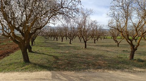 Finca de almendros en carretera de la cabra - Padul, immagine 4
