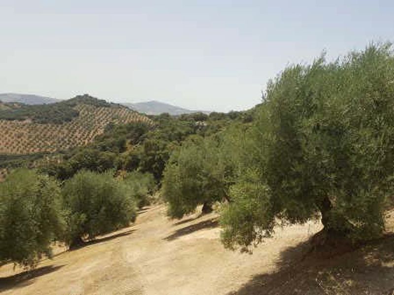 Garden of Land for sale in Huelma
