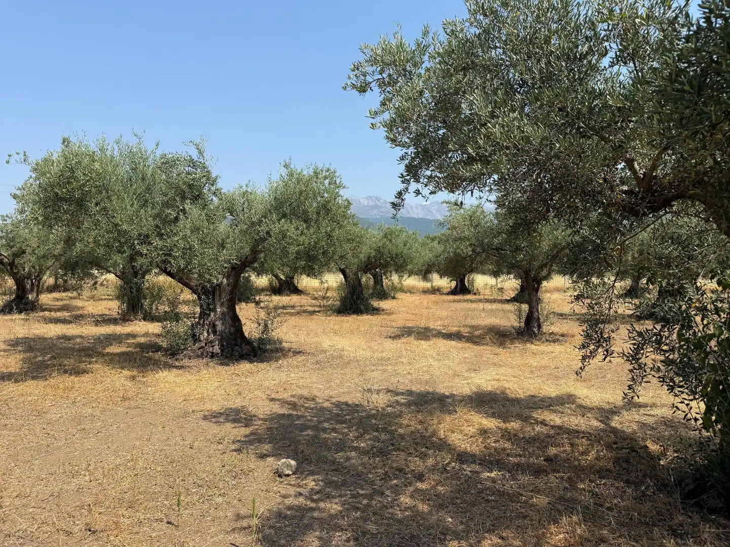 Terreni e lotti in vendita a Candeleda, imagen 6