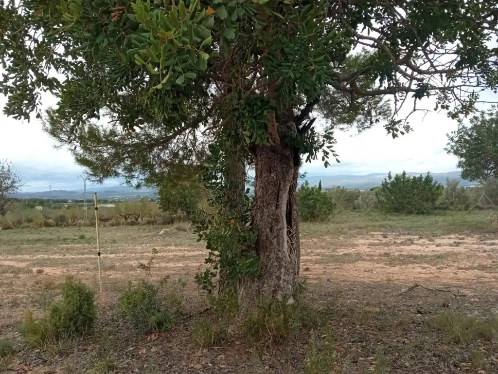 Residencial en venta en Llíria, Santa Bárbara