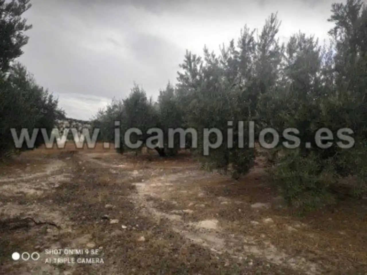 Terrain rustique à vendre à Calle TERMINO DE BAENA, imagen 5