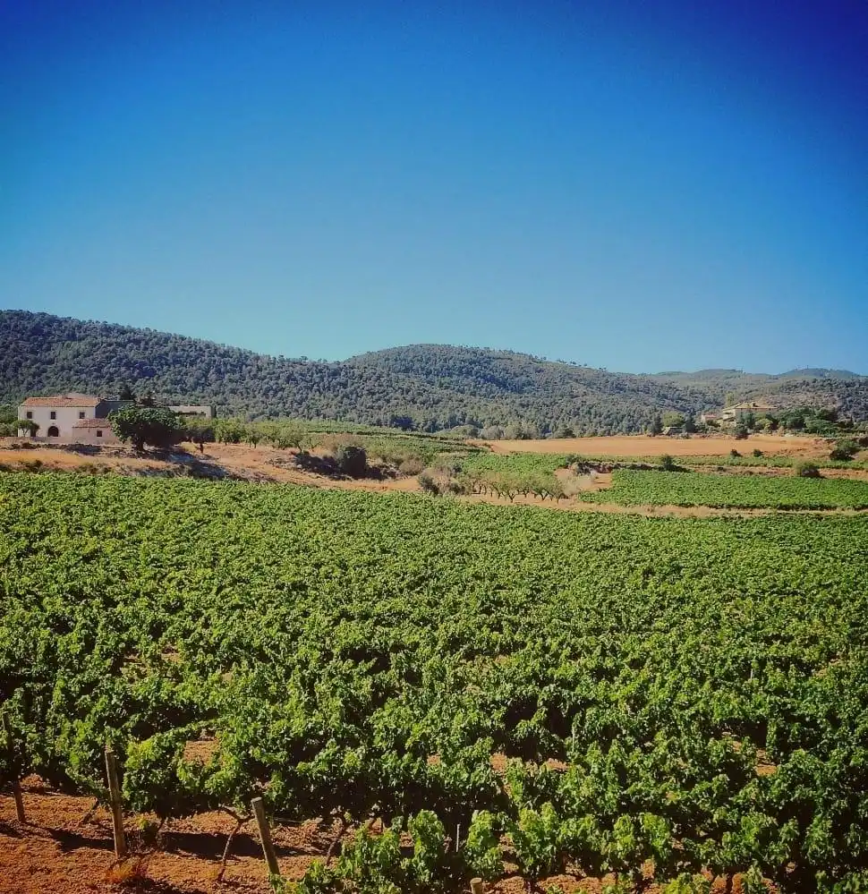 Residential land for sale in Sant Jaume dels Domenys, imagen 3