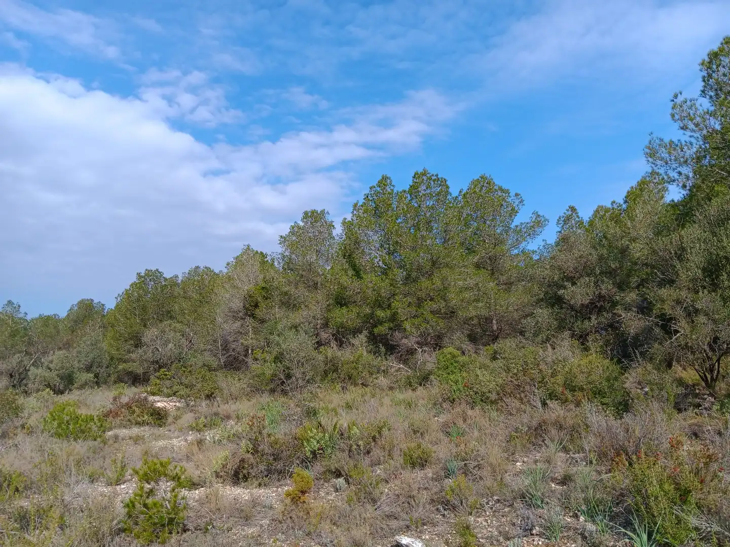 Lands and plots for sale in Ginestar, imagen 18