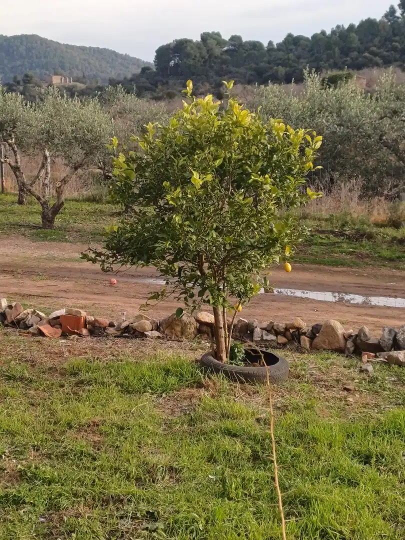 Land for sale in Maspujols