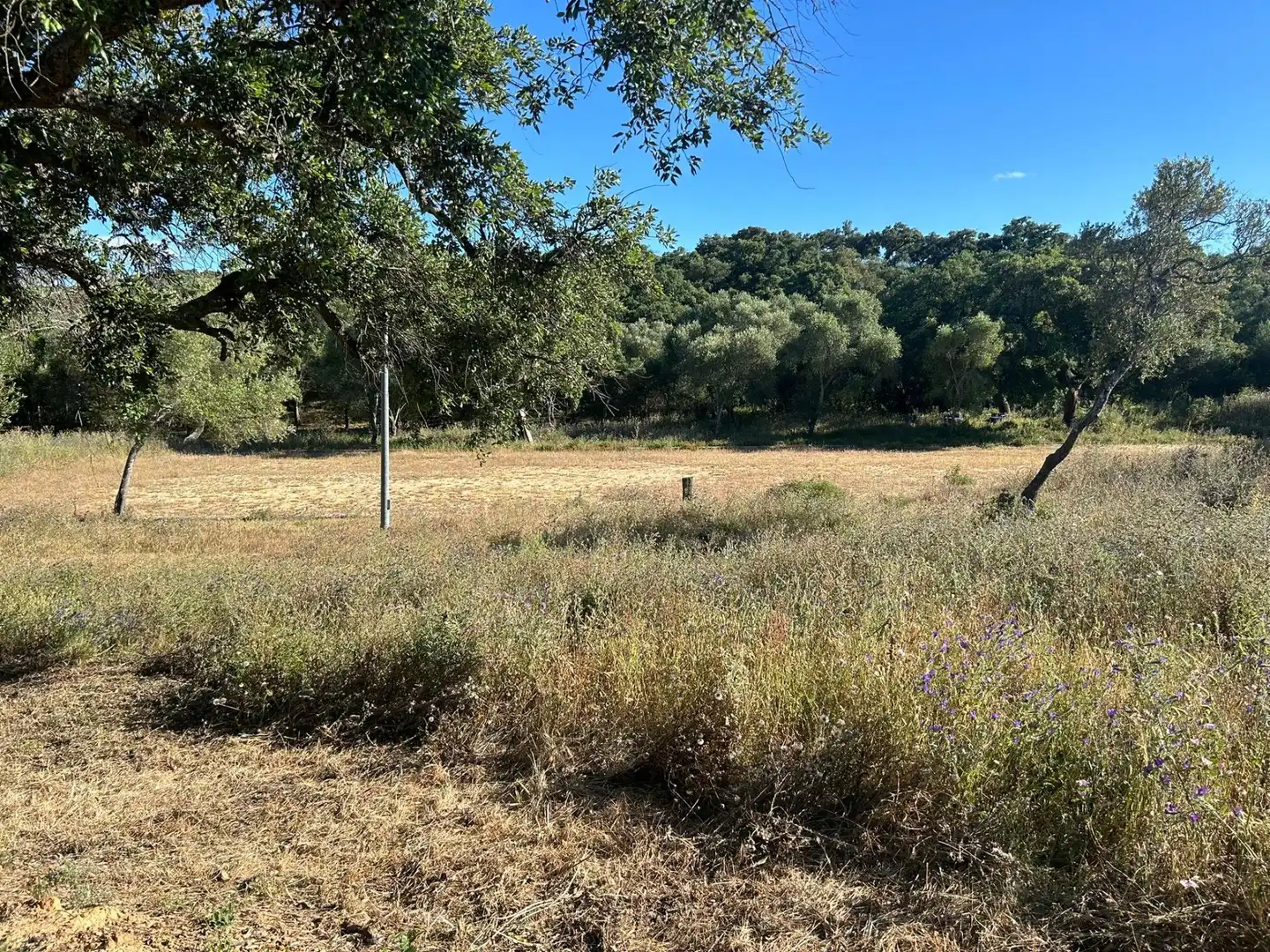 Finca rústica en venta en Alcalá de los Gazules